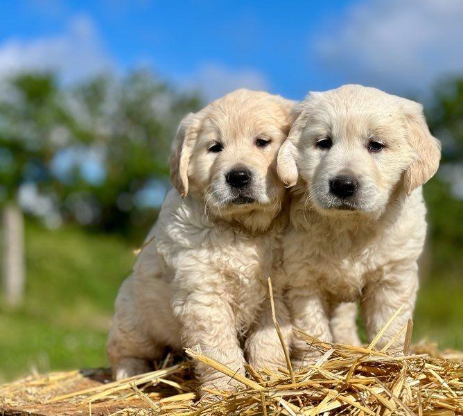 Chiots Golden Retriever LOF - Image 3