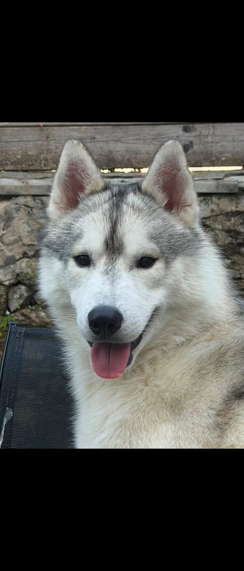 Husky mâle
