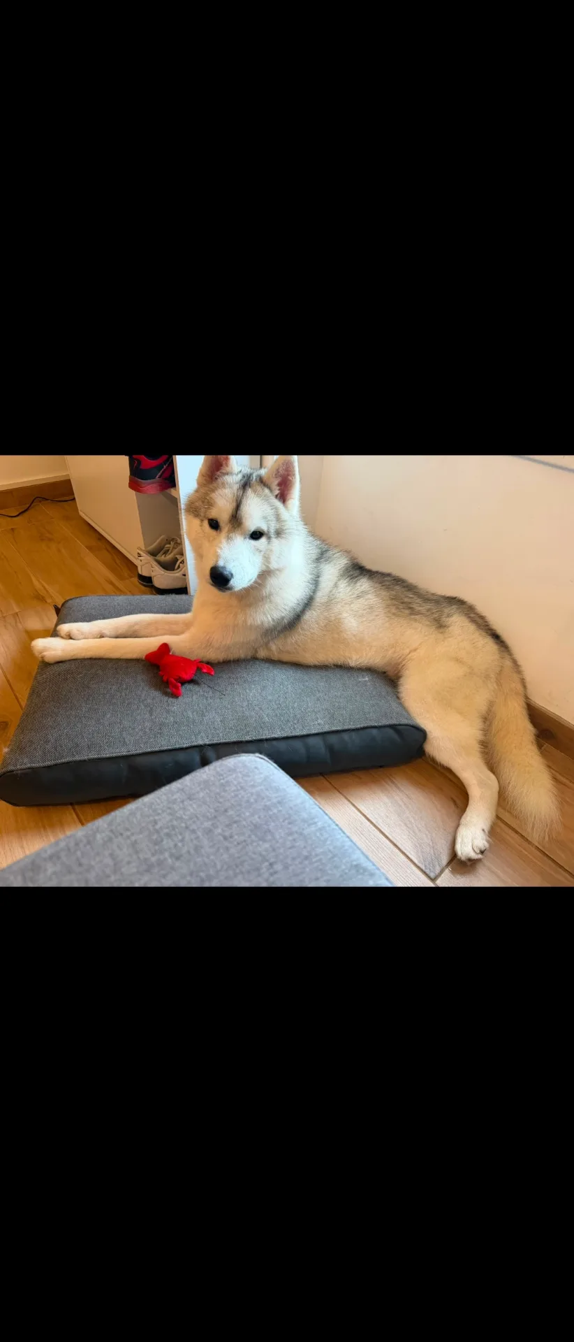 Husky mâle - Image 2