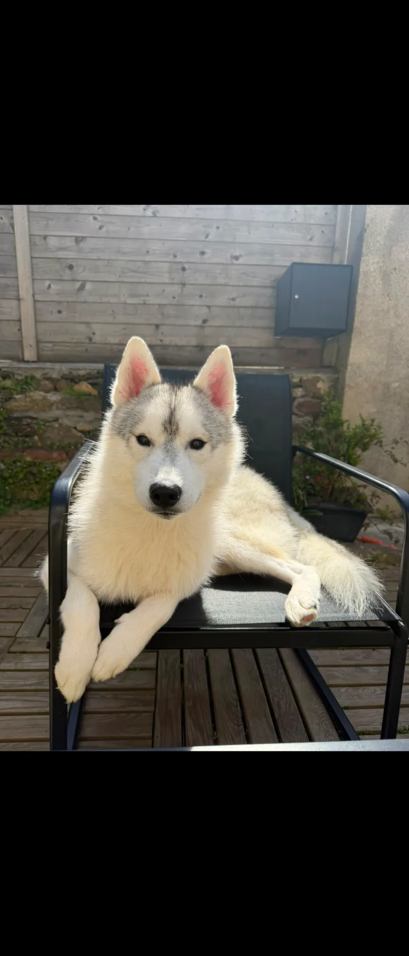 Husky mâle - Image 3