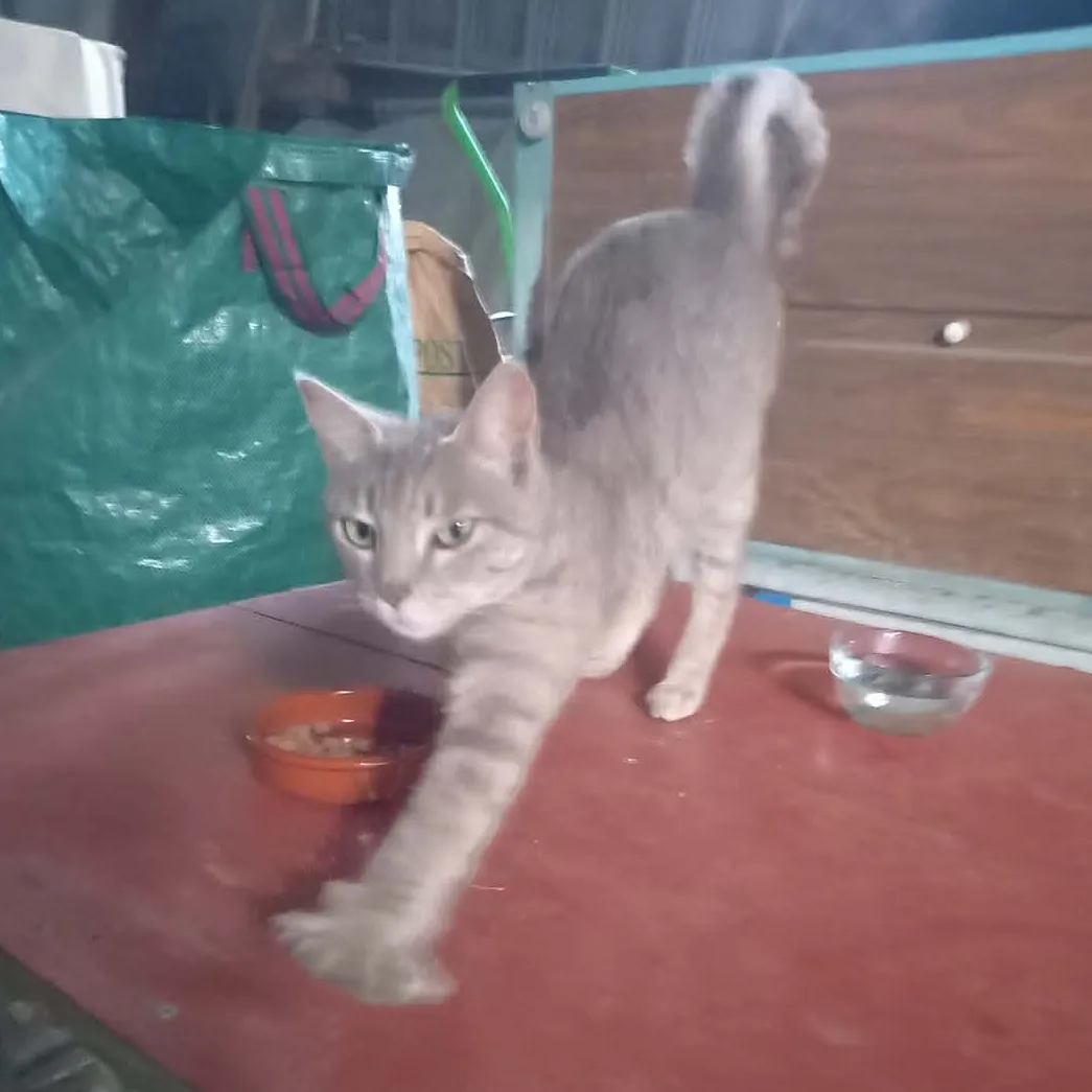 MIMI - Image 2