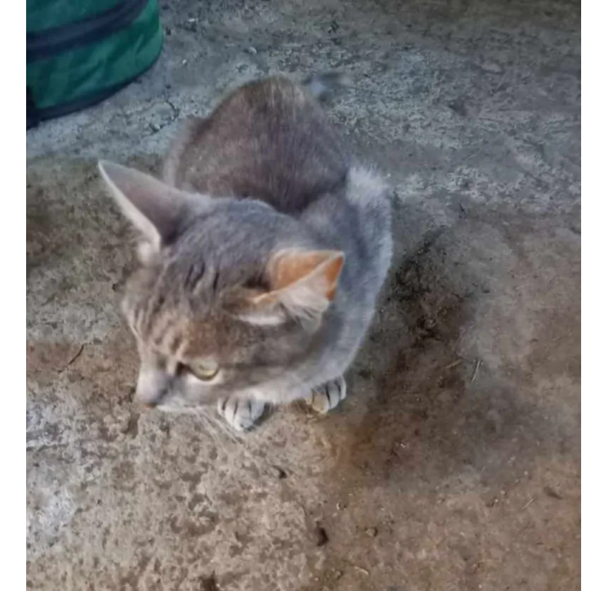 MIMI - Image 3