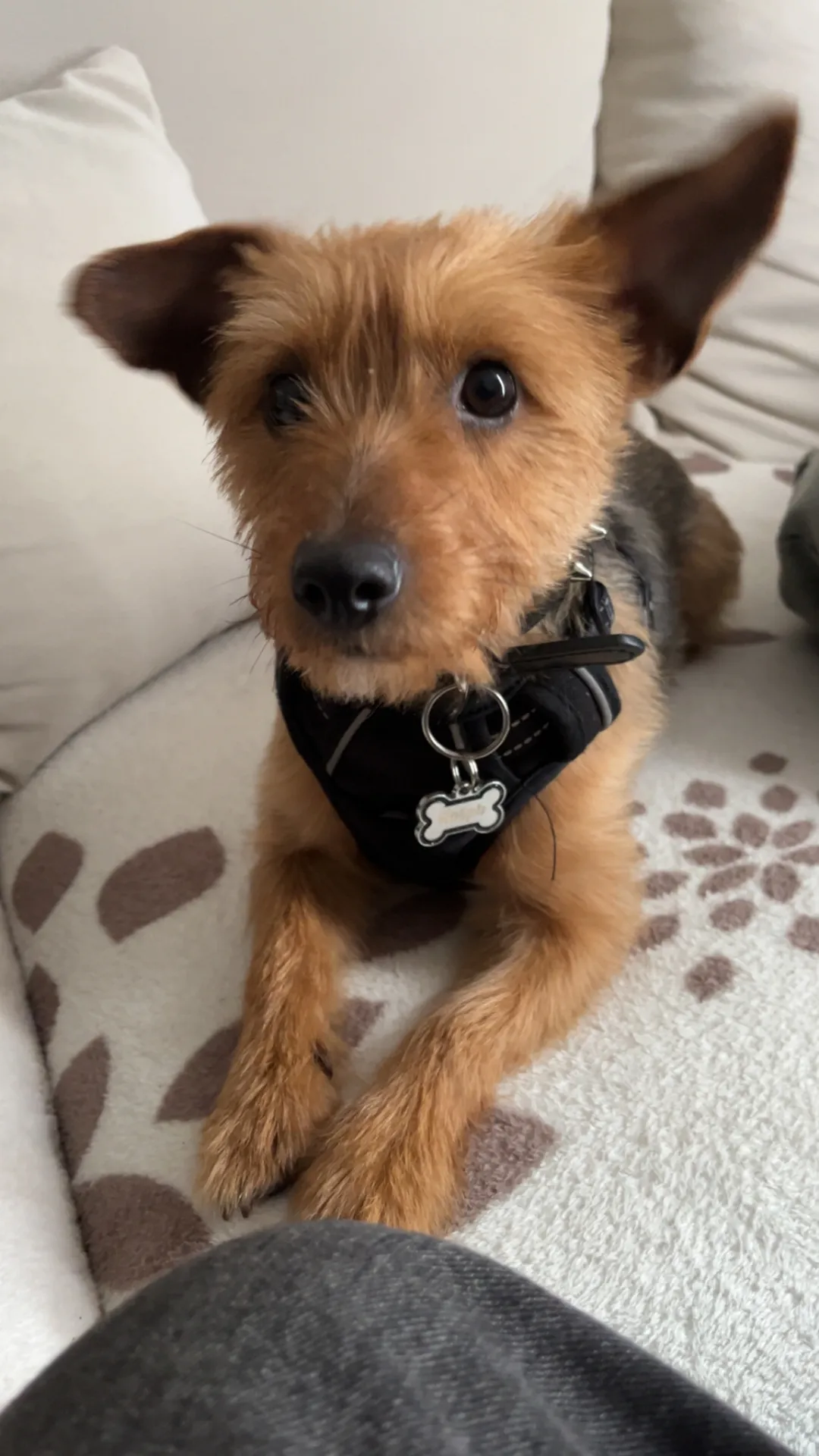 Chien à donner  - Image 2