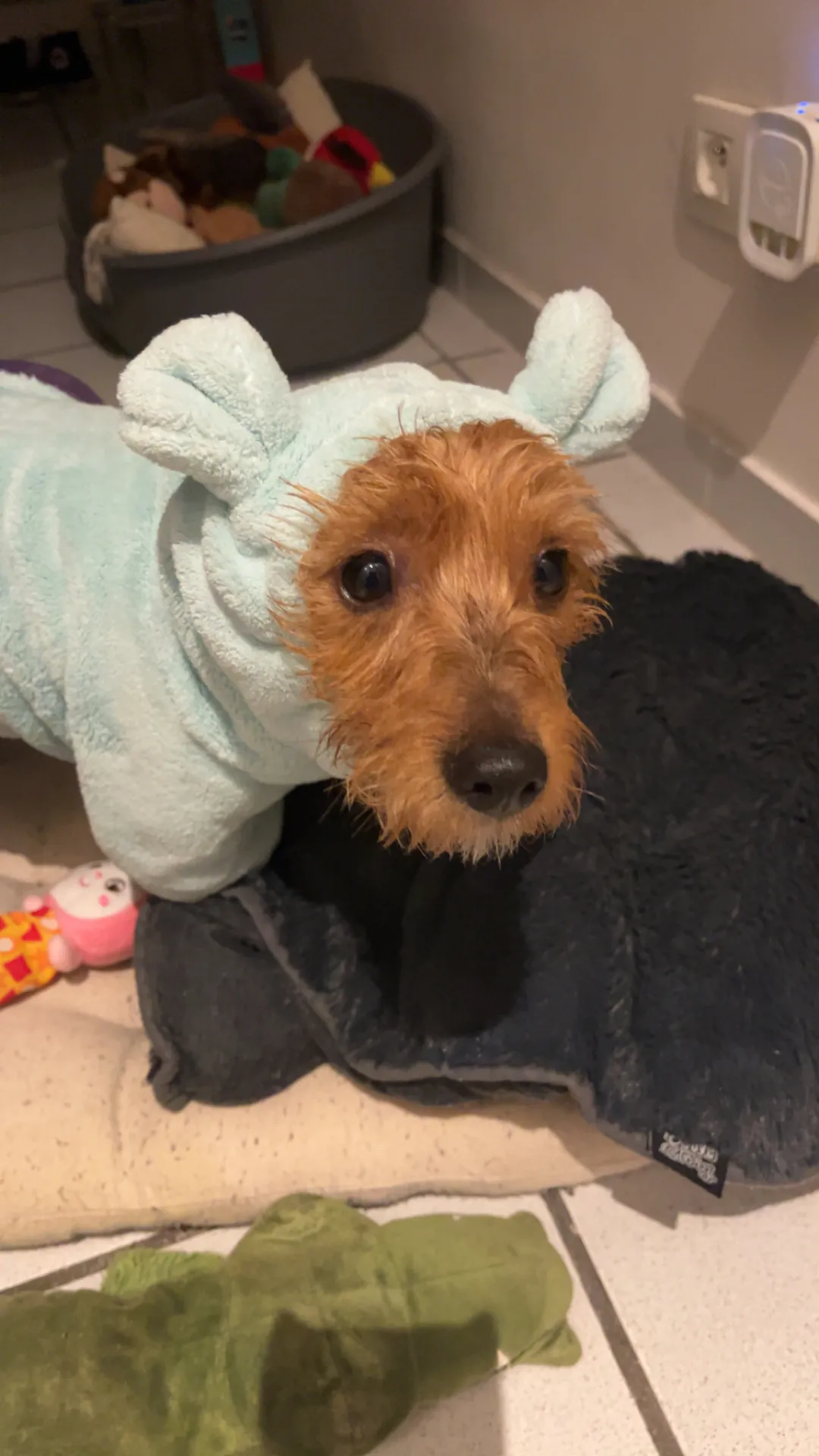 Chien à donner  - Image 3