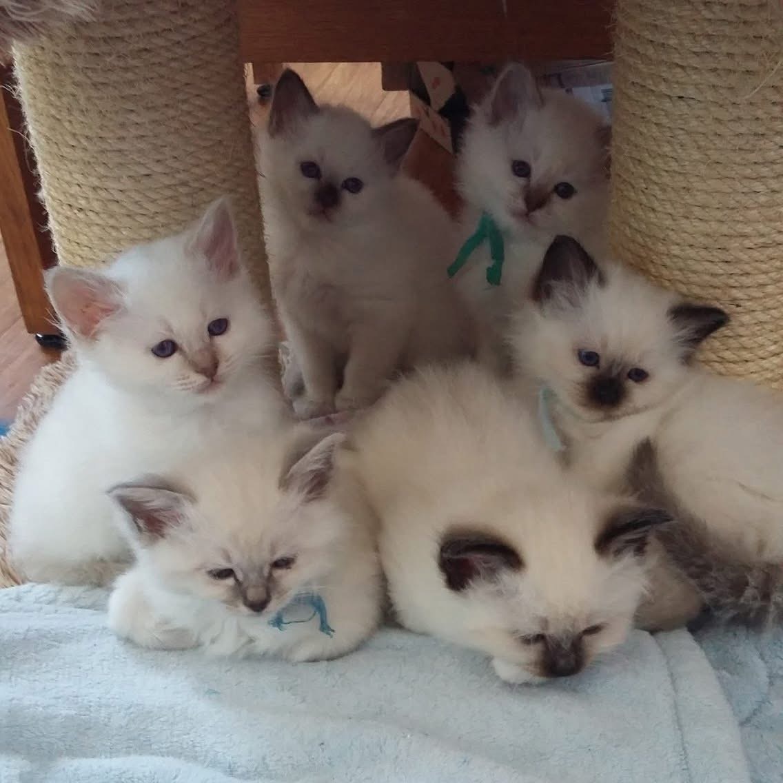 Adorable chatons sacré de Birmanie disponible